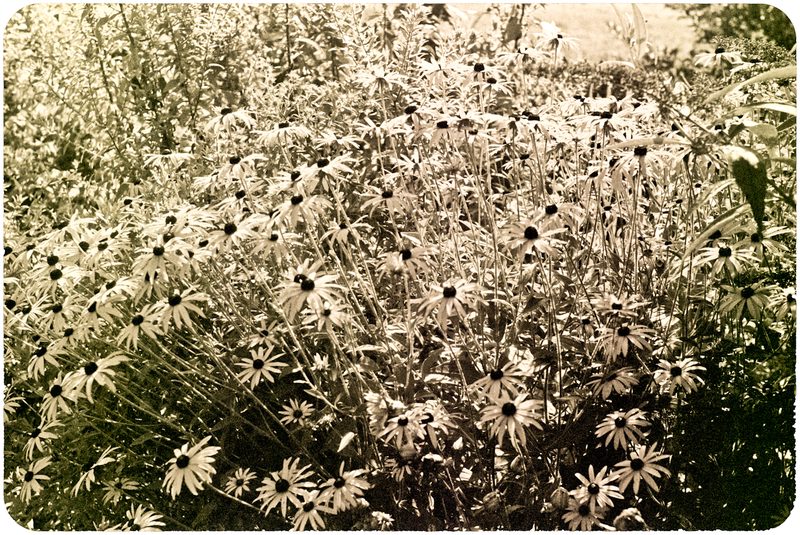 marguerite
